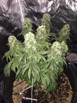 This marijuana grew under a Kind L600 LED grow light. The pic is what the plant looks like in natural light, with the LED grow light turned off.