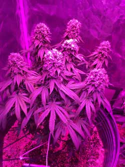 Growing cannabis seedlings under led lights