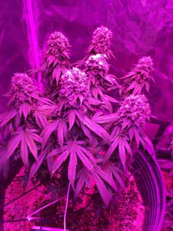 This cannabis plant has been grown under a Kind L600 LED grow light. This shows what the plant looks like in the purple light of the LED grow light.