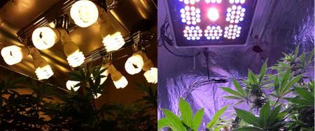 Growing cannabis with CFL grow lights vs Growing cannabis with LED grow lights