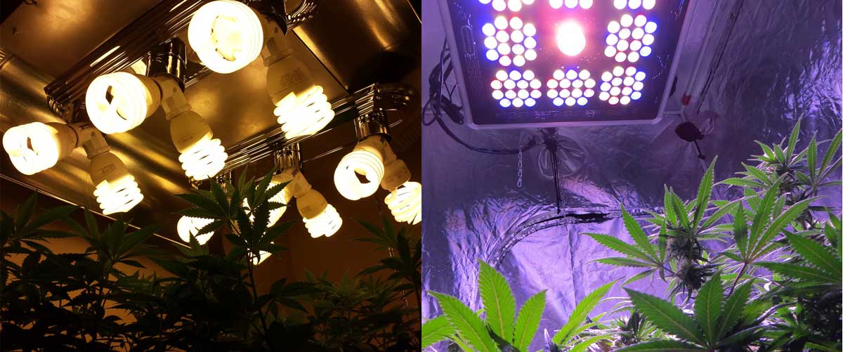 betale sig skive tælle LEDs vs CFL Grow Lights for Growing Cannabis | Grow Weed Easy