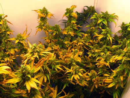 Led marijuana grow