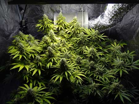 Marijuana grow light reviews