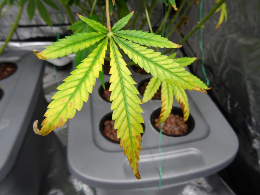 light-burn-leaf-cannabis.jpg
