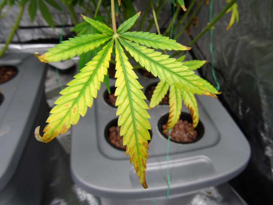 Cannabis Light Burn Light Bleaching Symptoms Solutions