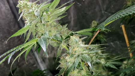 Example of fat cannabis cola that was grown under ViparSpectra LED grow light