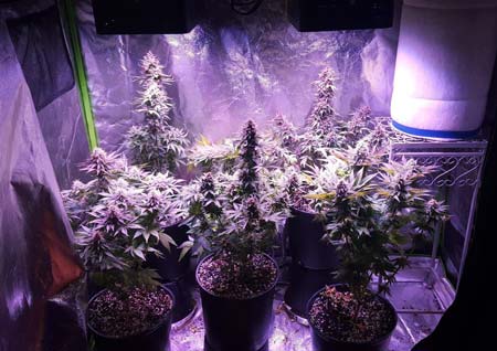 Growing marijuana indoors with led lights