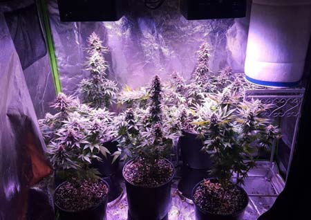 Example of several marijuana plants that are growing under two 300W ViparSpectra lights