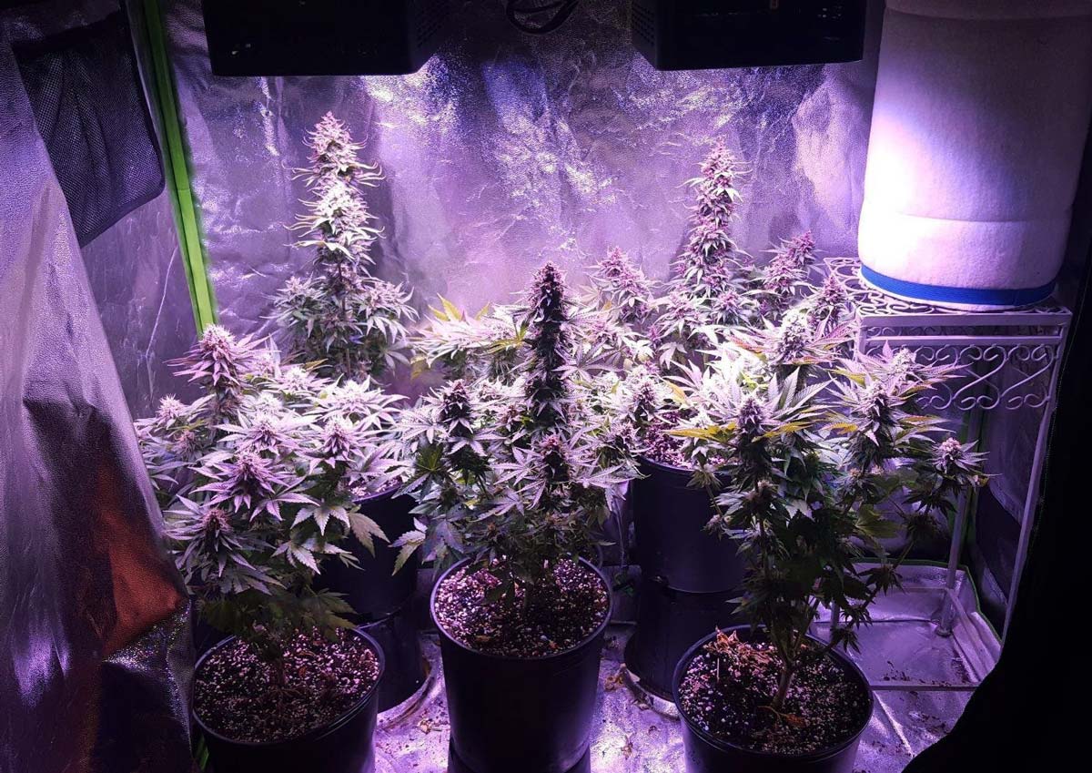 Example of a Cannabis Cola Grown Under ViparSpectra LED Grow Lights from Seed to Harvest - Buds Are Dense, High Quality, and Potent