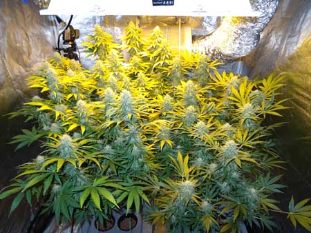 Cannabis plants growing under the yellow light of an HPS - HPS grow lights give the best yields of all grow lights!