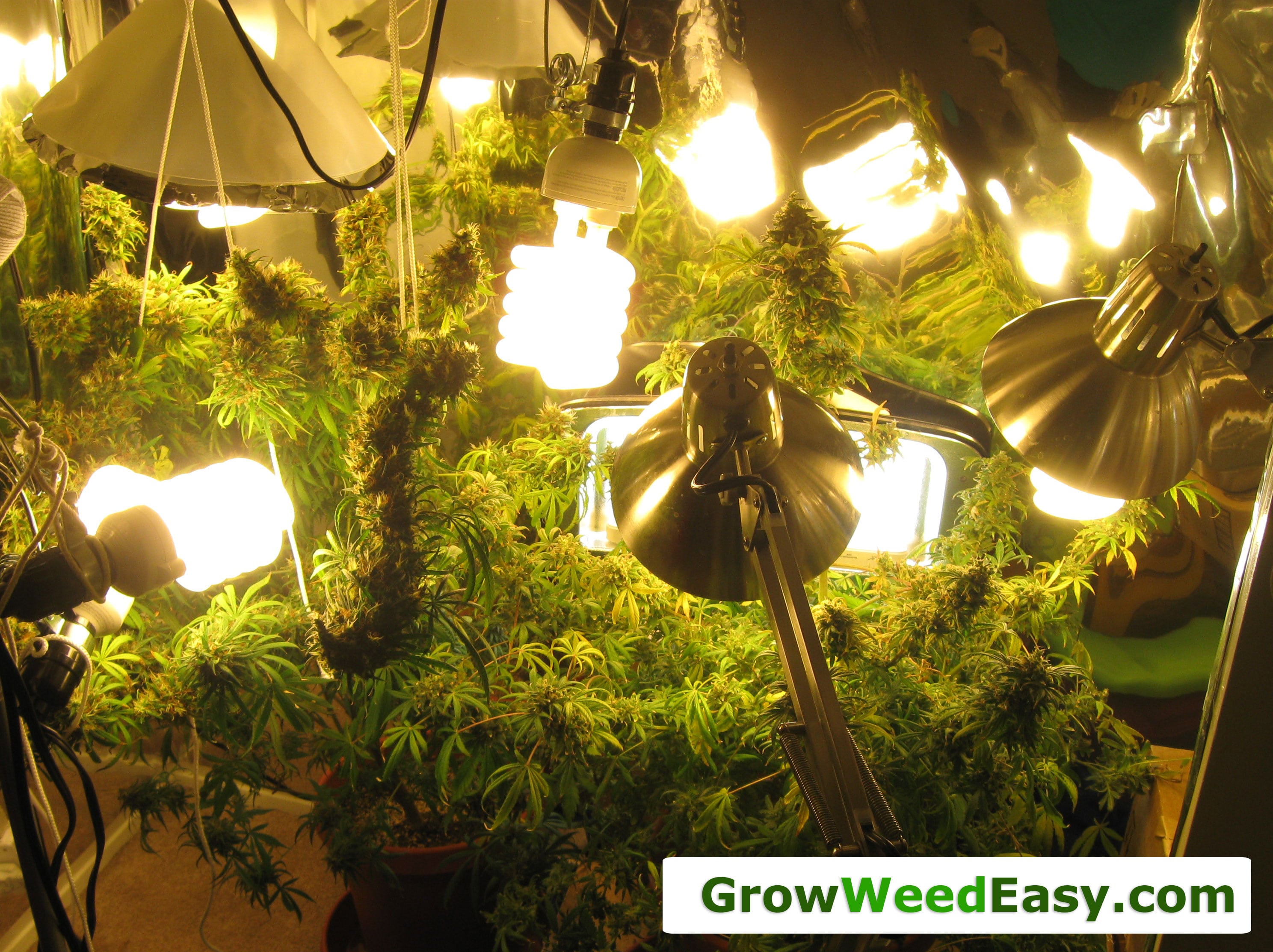 CFL Light Upgrade | Grow Weed Easy