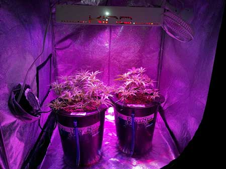 Two cannabis plants growing under an LED grow light in a grow tent