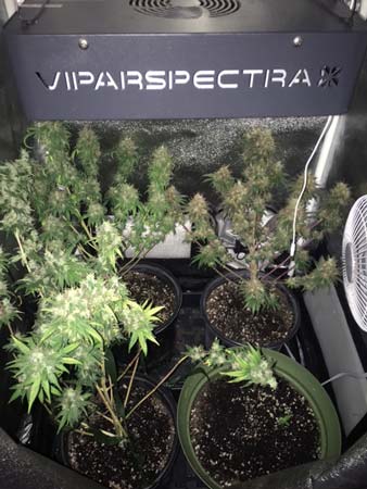 Example of a cannabis harvest under a ViparSpectra LED grow light