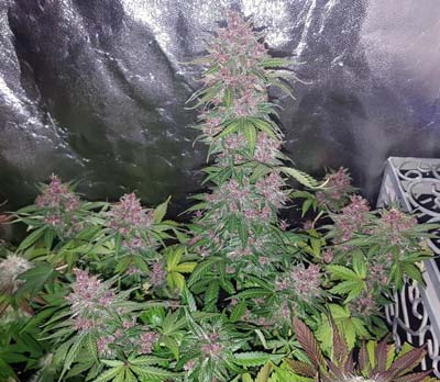 Led grow rooms cannabis