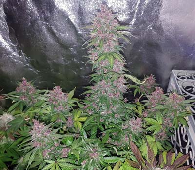 Example of a purple cannabis plant that was grown under a 300W ViparSpectra LED grow light