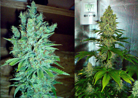 Blue cheese weed grow guide