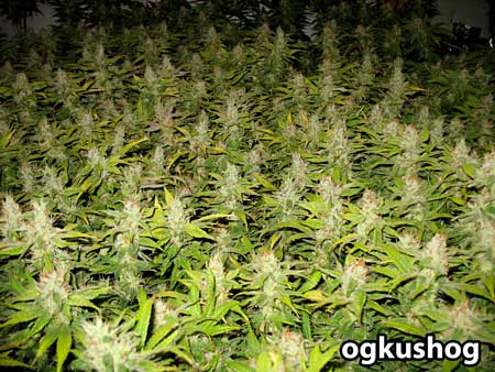 A picture of the cannabis ScrOG canopy - by ogkushog