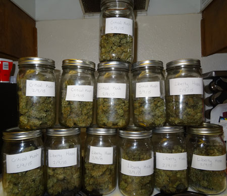 Cannabis buds curing in quart-sized glass mason jars