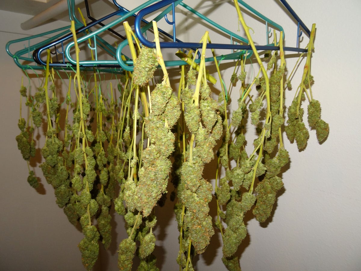 hang drying buds