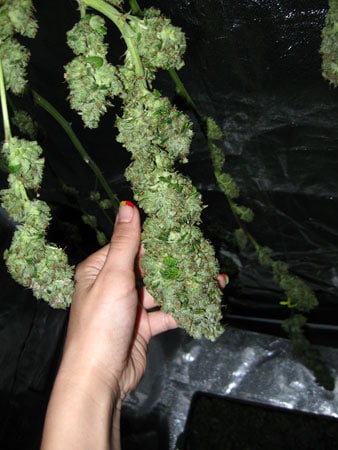 These cannabis buds were trimmed first, before they were hung up to dry