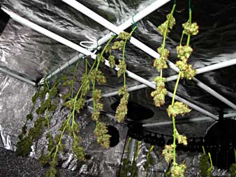 Never let cannabis buds touch each other during the drying process
