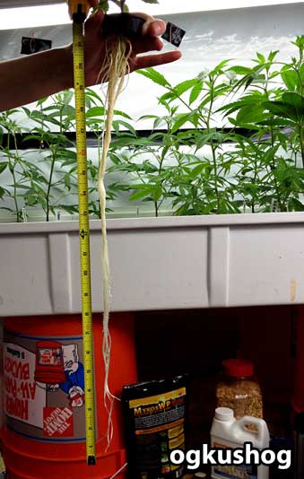The incredibly long roots of a new cannabis clone by ogkushog - cloned in a simple ebb & flow system