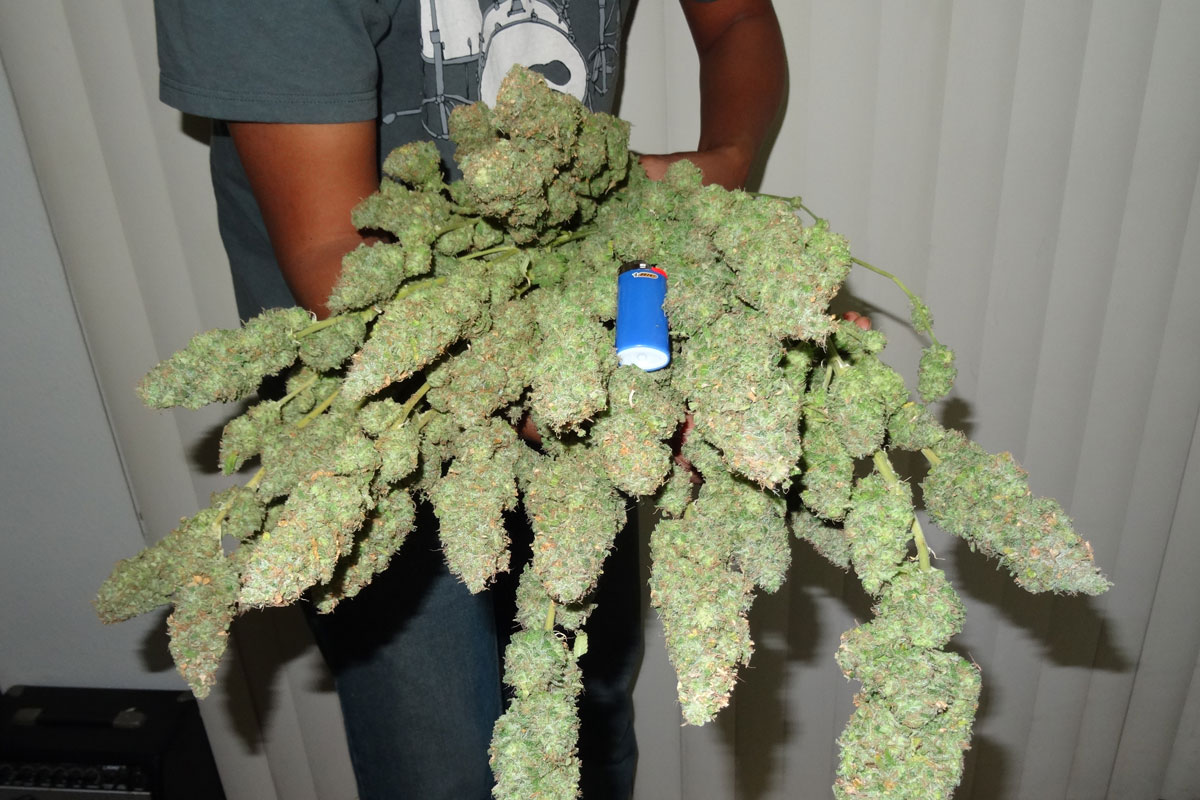 Dry & Cure Cannabis Buds Like an Expert! | Grow Weed Easy
