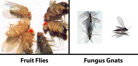 fruitvliegen vs Schimmelmuggen
