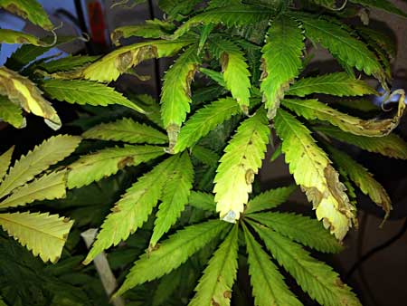 Svampmuggar orsakar bruna fläckar och gulning av cannabisblad