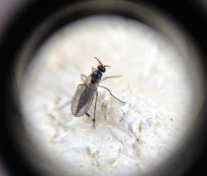  en super closeup billede af en svamp myg