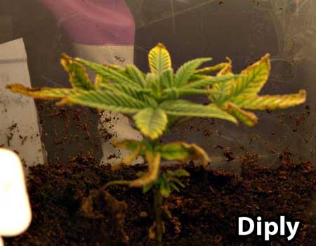 Ung cannabisplante-brune tips og gulende blader forårsaket av soppgnager