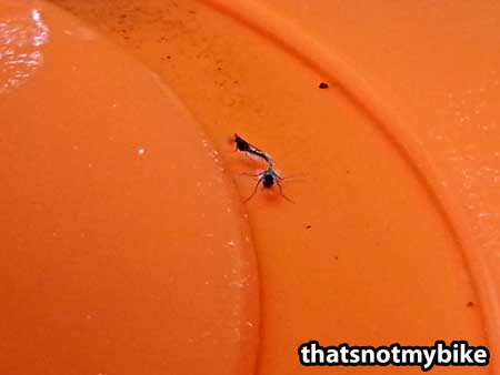 Tiny sopp mygg er en vanlig cannabis pest