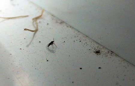 os mosquitos do fungo são minúsculos, mas você os verá zumbindo em torno de seu solo