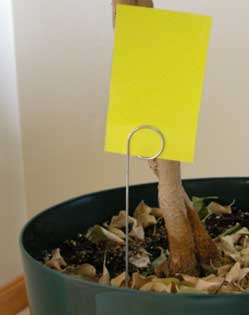  umieść żółte lepkie pułapki w growroomie konopi