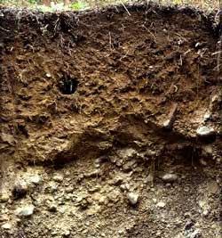 Natural layers of soil in the environment