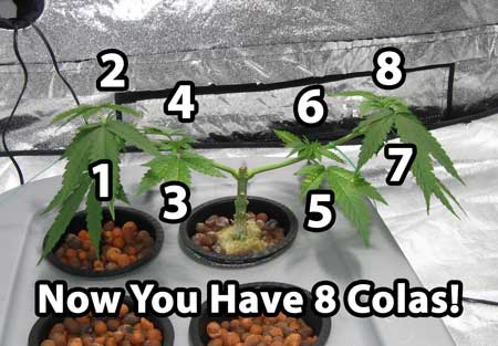 At this point in the cannabis manifold process, you've finally got 8 main colas / stems. The hard part is over!