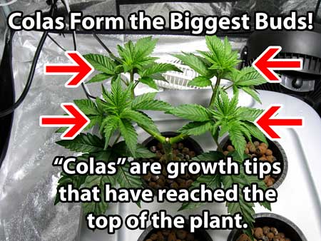 Definition of cannabis "cola" - A cola is basically a growth tip that has reached the top of the plant. The reason they have a special name is because colas form the biggest buds!