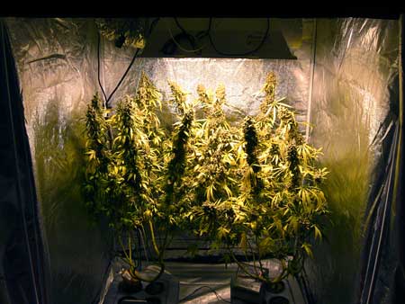 How to grow pounds of weed indoors