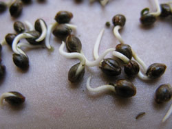 Healthy marijuana seeds are dark and generally hard. Stripes and other dark coloring is normal. These cannabis seeds just sprouted!