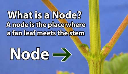 What is a "node" on a marijuana plant? It's where a fan leaf meets the stem. It's a place growth tips, almost always nestled in the elbow of 2 fan leaves. You will be using nodes to help you manifold your cannabis plant in this tutorial.