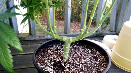 An example of a cannabis plant with a "Nebula" manifold. This manifold tutorial will teach you how to grow marijuana just like this!