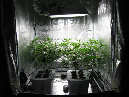 Marijuana grow week by week
