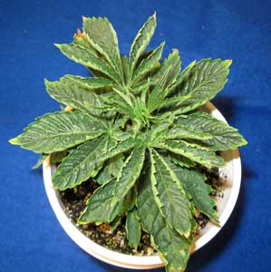 Root problems in coco coir