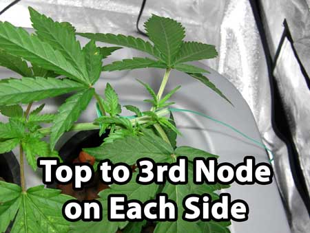 This moving gif shows how your cannabis plant will look like after it's been topped to the third node. This is the second step in the cannabis manifold tutorial.
