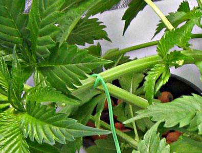 Marijuana growing tools