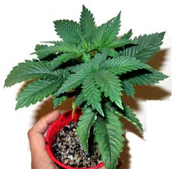 How to grow weed indoors without tent