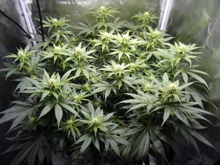 Ejemplo de una planta de cannabis 3 semanas en la etapa de floración - antes de la defoliación