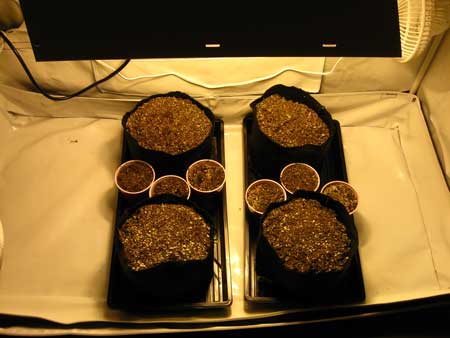 Coco coir in containers - ready for planting your cannabis seeds!