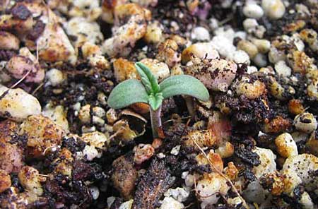 Healthy marijuana seedling
