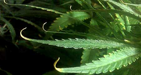 Marijuana nutrient burn symptom - burnt leaf tips curling up